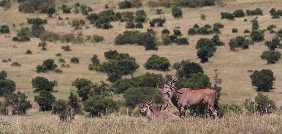 Tano Boro, Geparden