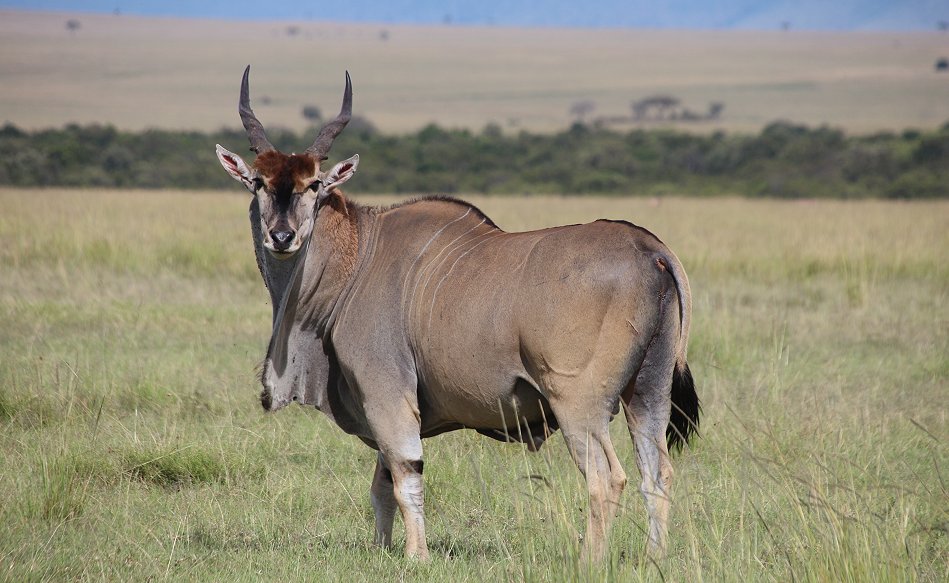 Eland Antilope