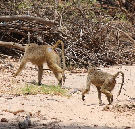 Lugard Falls - Tsavo Ost National Park