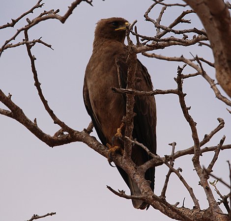 Schwarzmilan, Galana Wildlife Conservancy