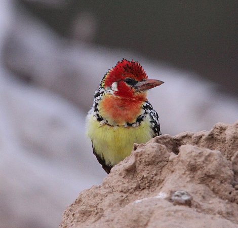 Flammkopfbartvogel, Galana Wildlife Conservancy