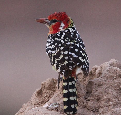 Flammkopfbartvogel, Galana Wildlife Conservancy