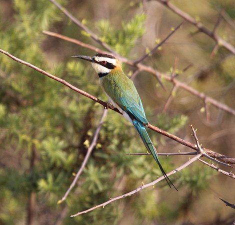 Weißkehlspint, Galana Wildlife Conservancy