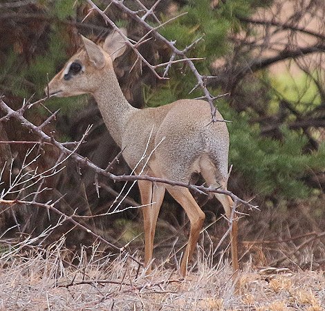 Dik Dik, Galana Wildlife Conservancy