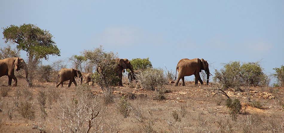 Galana Wildlife Conservancy