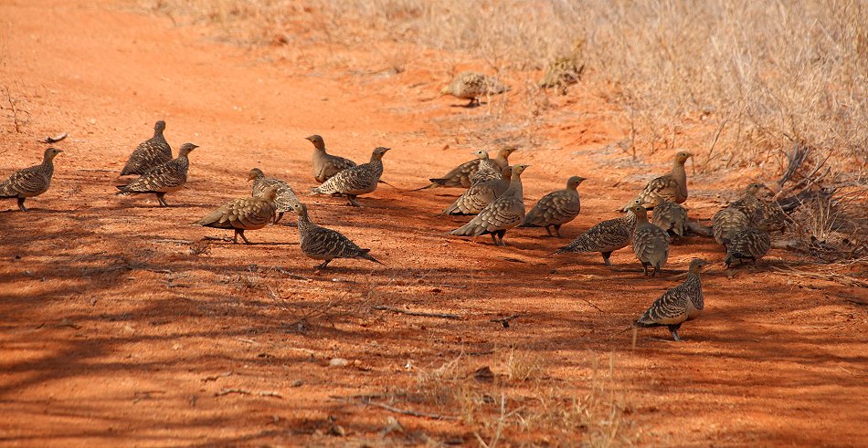 Braunbauch-Flughühner (Pterocles exustus)Galana Wildlife Conservancy