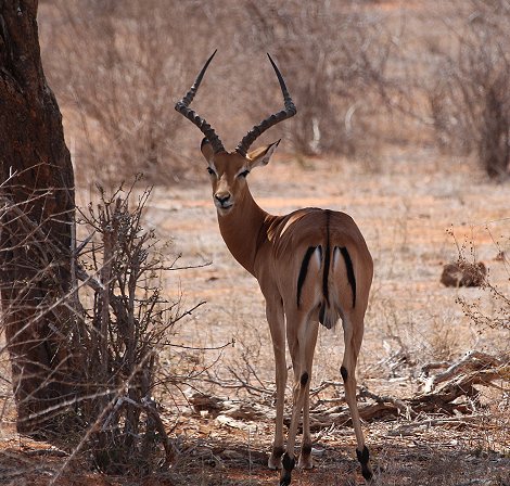 Galana Wildlife Conservancy