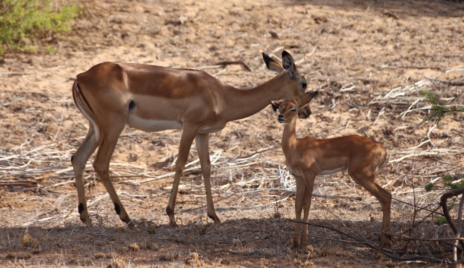 Galana Wildlife Conservancy