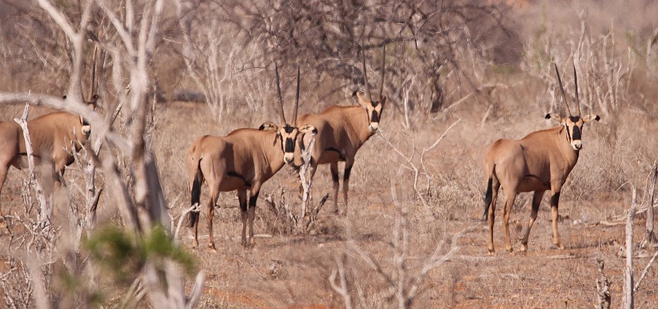 Büschelohroryx, im Galana Wildlife Conservancy