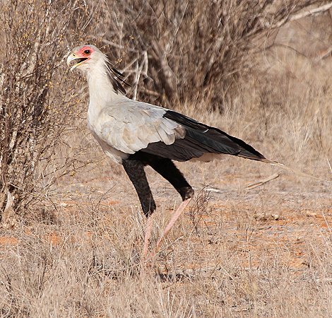 Sekretär, Galana Wildlife Conservancy