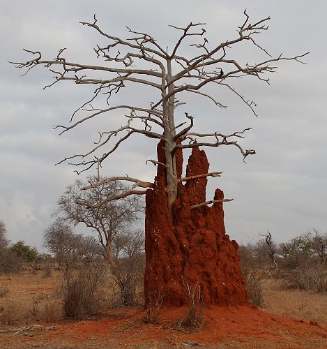 Galana Wildlife Conservancy