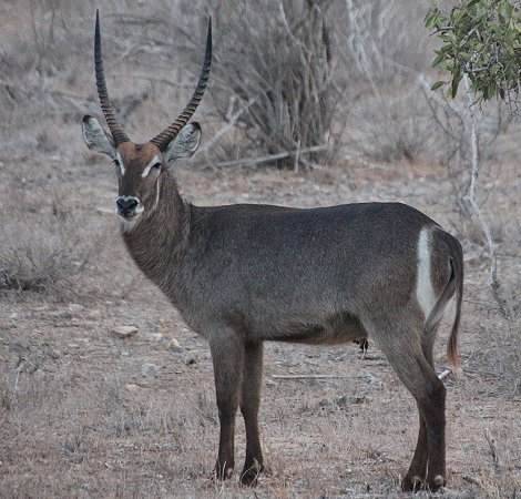 Wasserböcke, im Galana Wildlife Conservancy