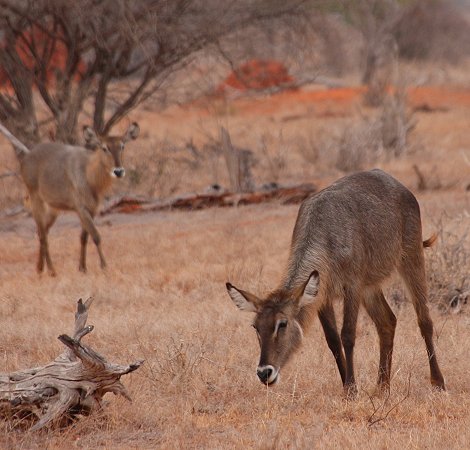 Wasserböcke, Galana Wildlife Conservancy