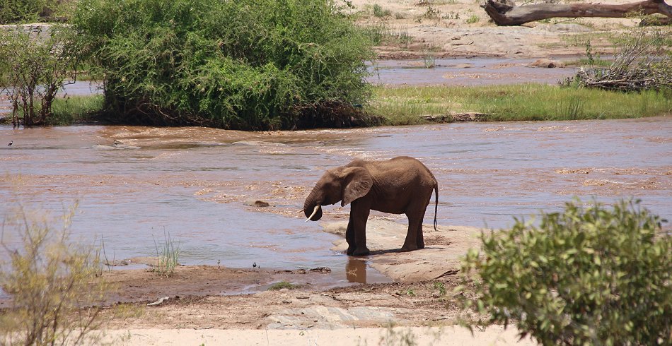 Elefanten am Galana River