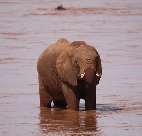 Elefanten am Galana River