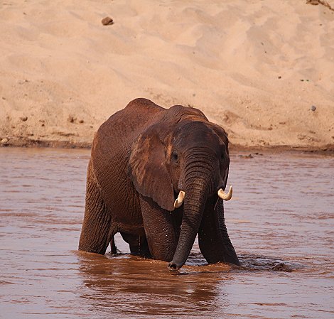 Elefanten am Galana River