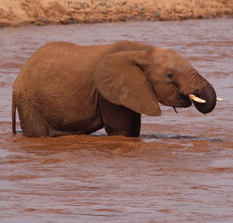Elefanten am Galana River