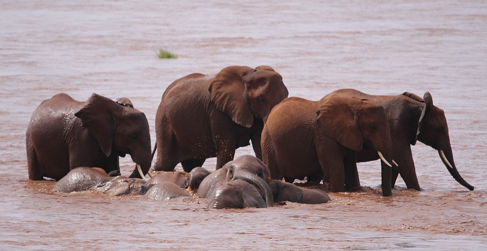 Elefanten am Galana River
