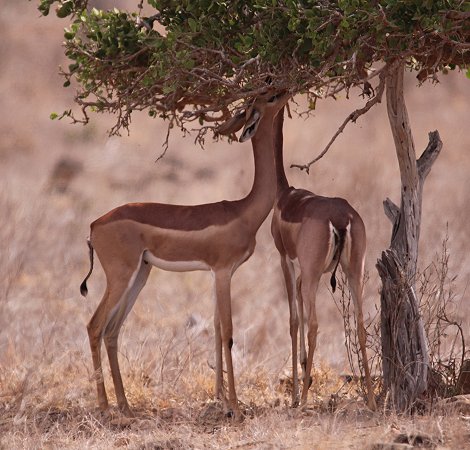 Gerenuk am Galana Fluss