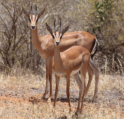 Grantgazelle am Galana Fluss