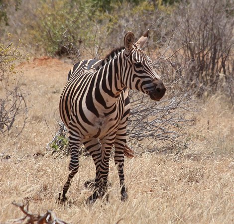 Zebras am Galana Fluss