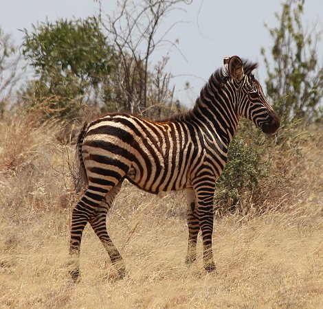 Zebras am Galana Fluss