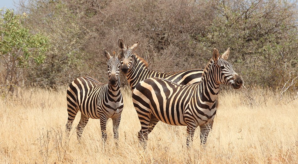 Zebras am Galana Fluss