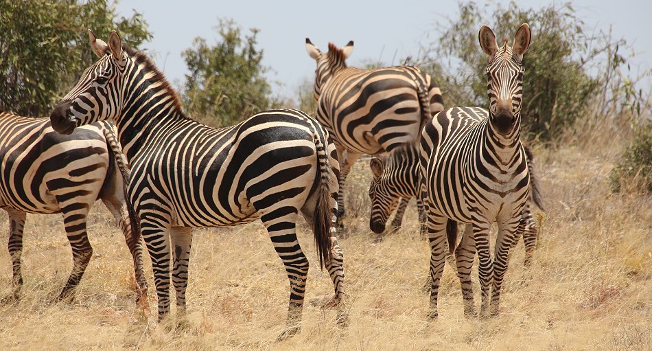 Galana River, Zebras