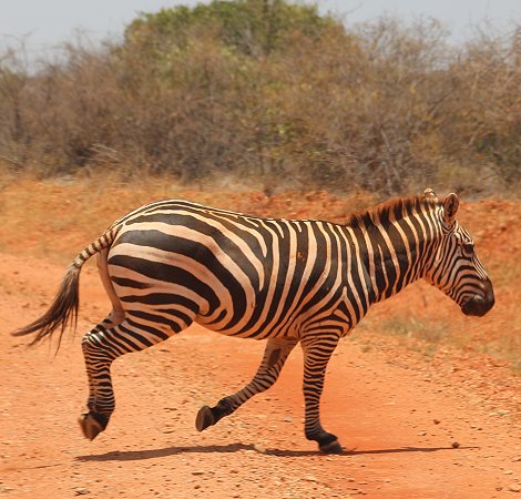 Zebras