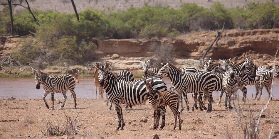 Zebras