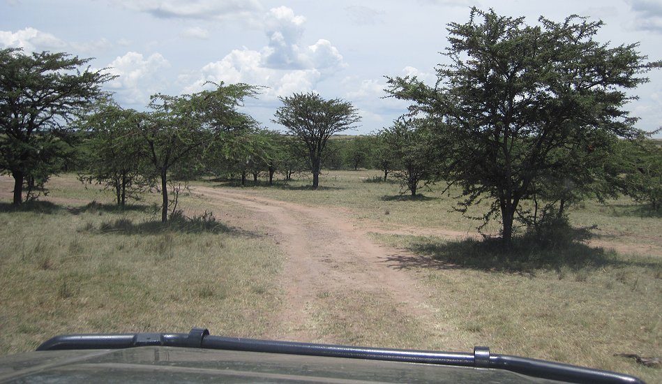 Pirschfahrt in der Masai Mara