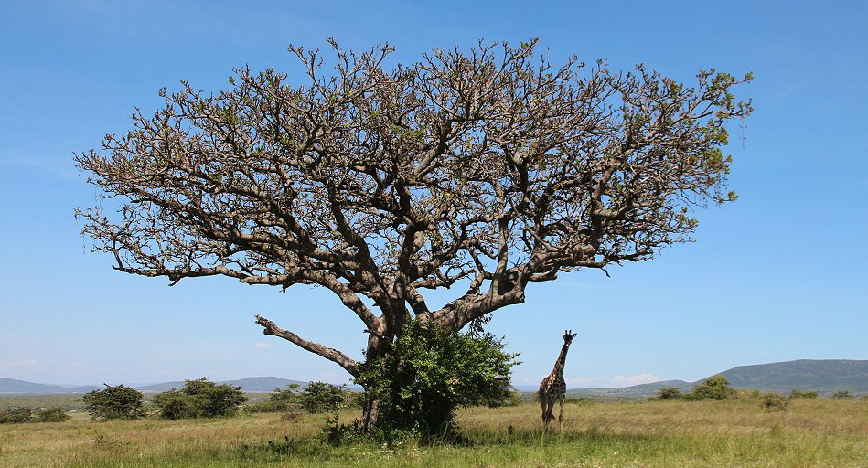 Giraffen