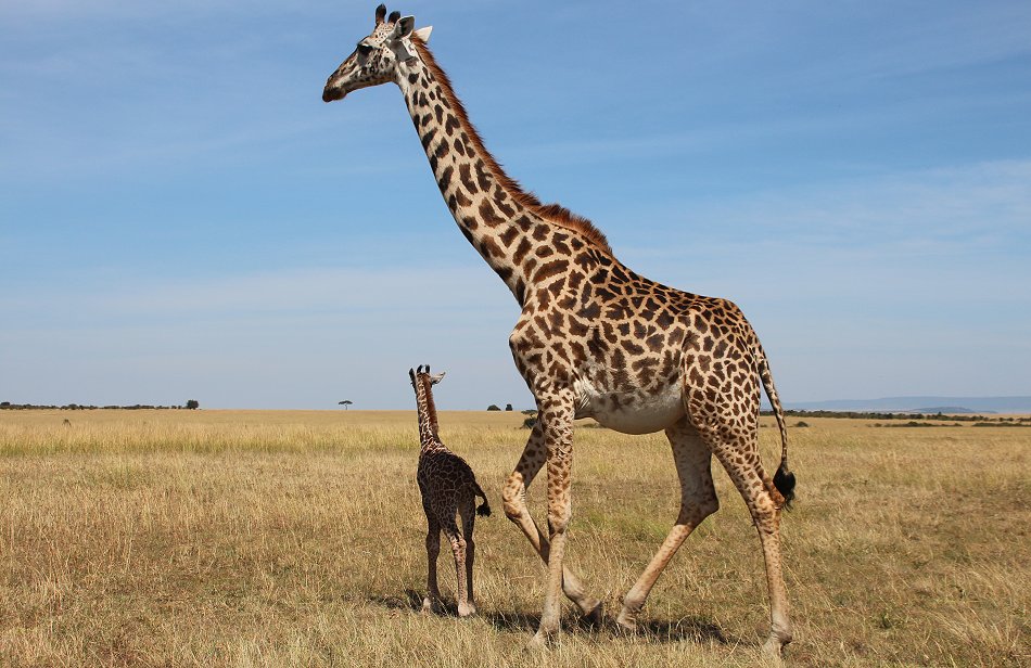 Giraffenmutter mit Kalb in der Masai Mara