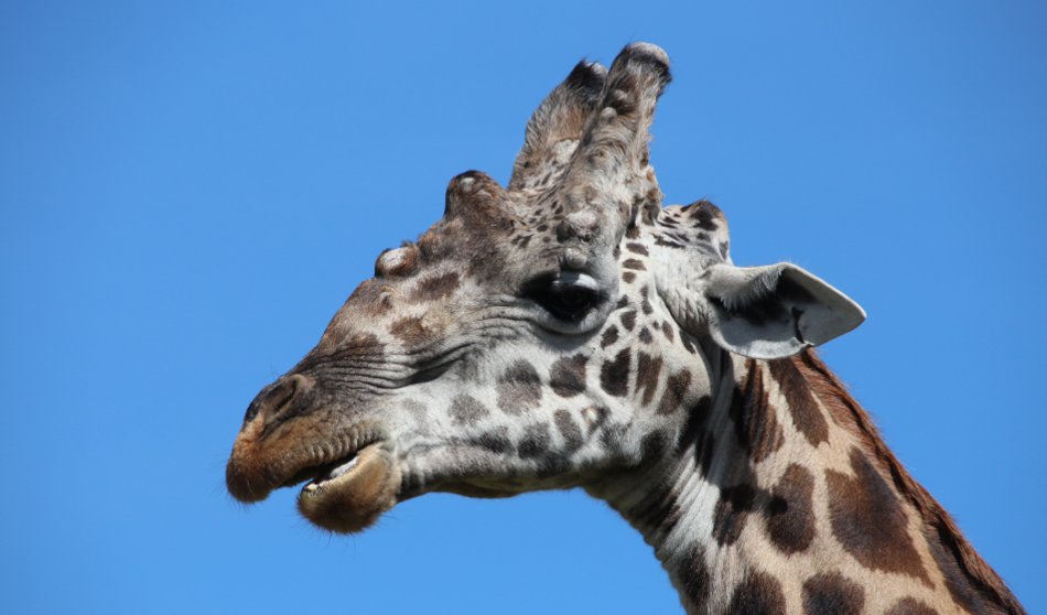 Giraffen