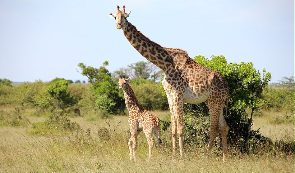 Giraffen