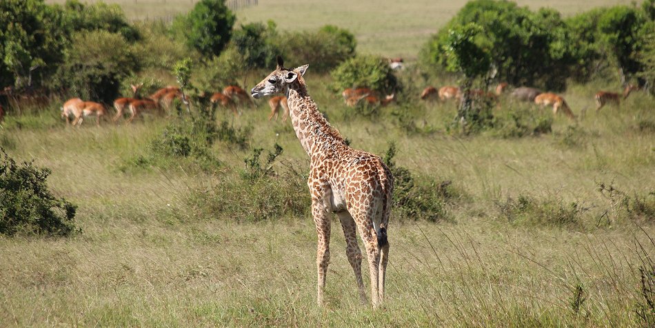 Giraffen