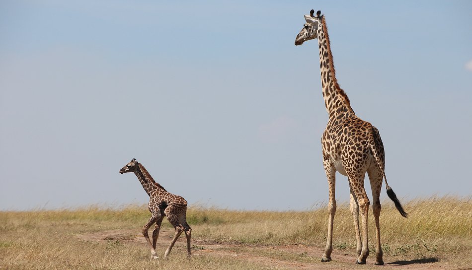 Giraffenmutter mit Kalb in der Masai Mara