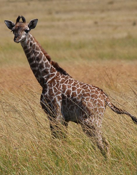 Giraffenmutter mit Kalb in der Masai Mara