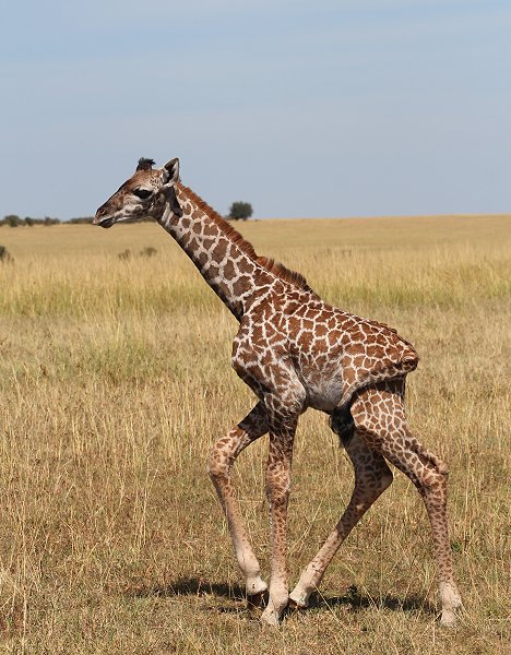 Giraffenmutter mit Kalb in der Masai Mara