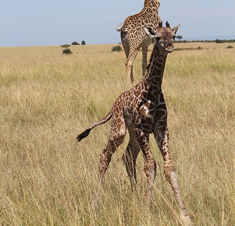 Giraffenmutter mit Kalb in der Masai Mara