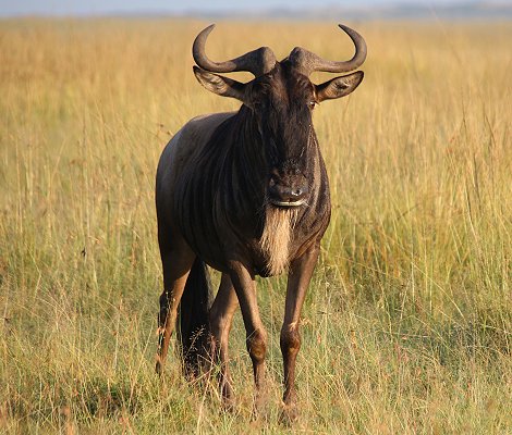 Gnu