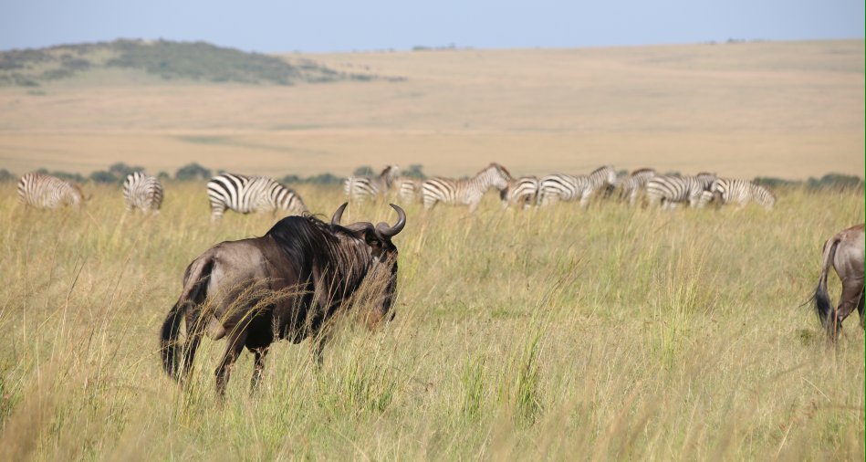 Gnus