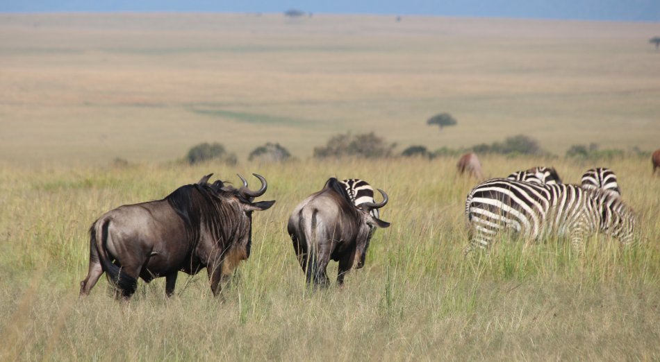 Gnus