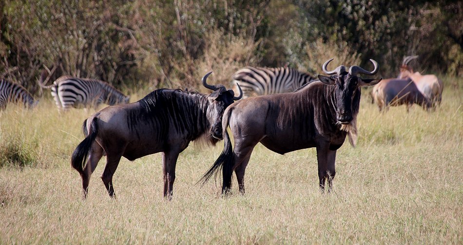 Gnu