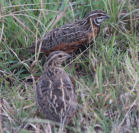 Harlekinwachtel (Coturnix delegorguei) 