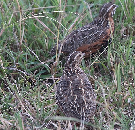 Harlekinwachtel (Coturnix delegorguei) 