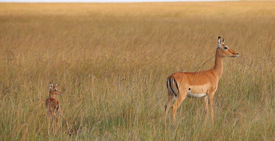 Impala