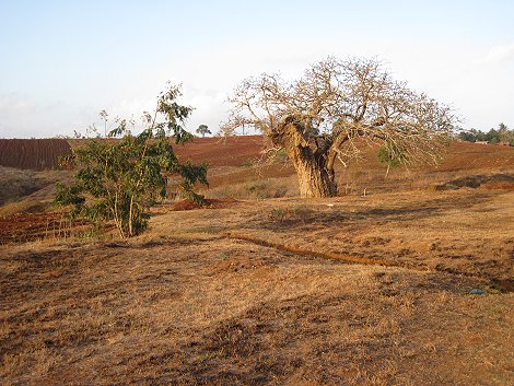 Kaloleni road