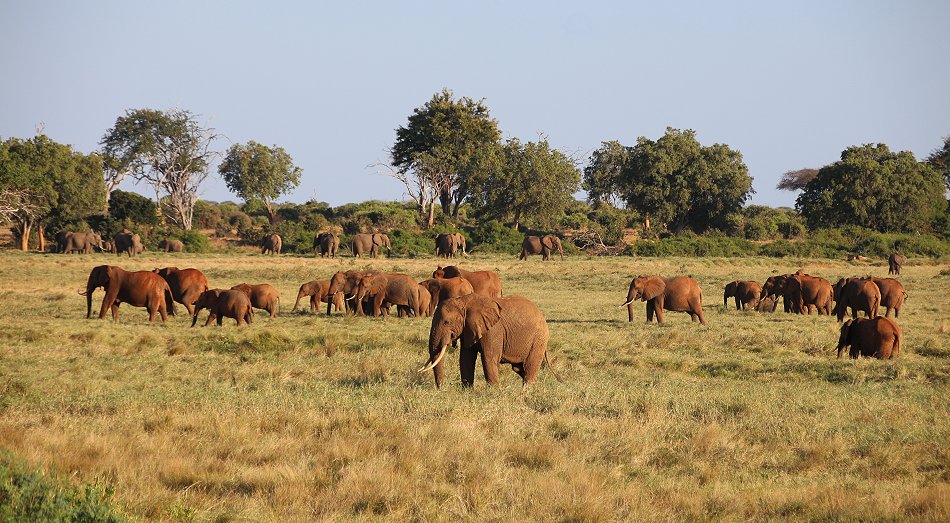 Kanderi Swamp, Tsavo Ost