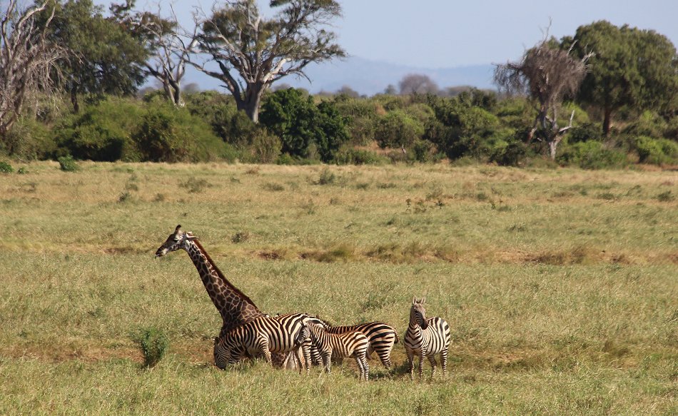 Kanderi Swamp, Tsavo Ost